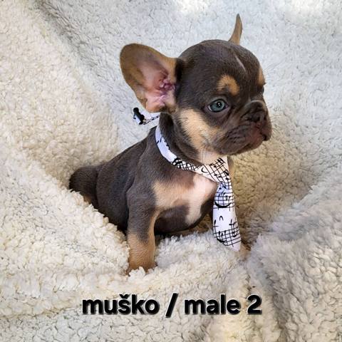 Francuski buldog, štenci egzotik boje